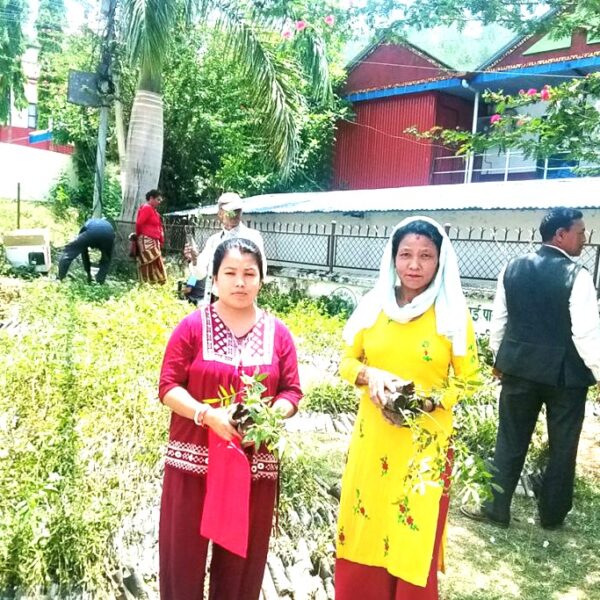 अर्घाखाँचीमा टिमुर खेती अभियान, ६० हजार बिरुवा नि:शुल्क वितरण सुरु