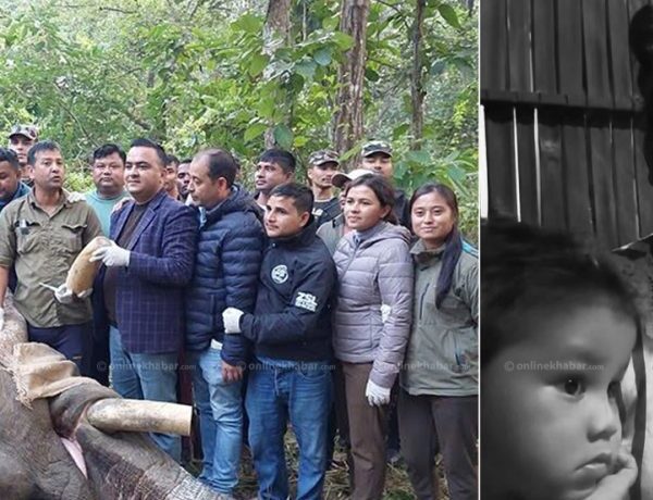 हिंस्रक ध्रुवे हात्तीले ९ वर्षपछि लियो आमाछोराको ज्यान, ध्रुवेबाट २५ जनाले गुमाए जीवन