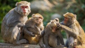 ‘बाँदर हेरालु’का लागि दरखास्त आह्वान, मासिक तलब साढे १२ हजार