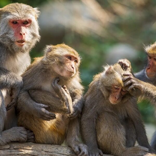 ‘बाँदर हेरालु’का लागि दरखास्त आह्वान, मासिक तलब साढे १२ हजार