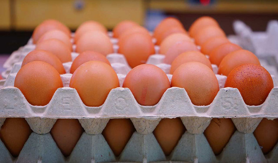 माग बढेसँगै अण्डाको समर्थन मूल्य बढ्यो
